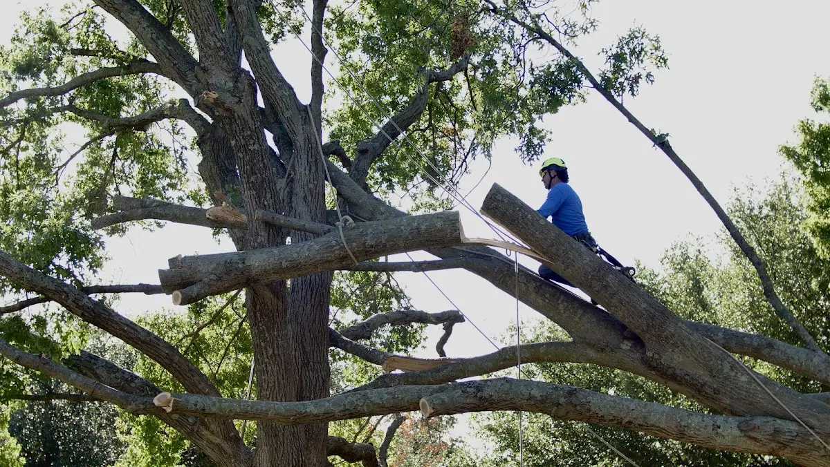 Professional Crown Thinning performed by certified arborists in New Effington