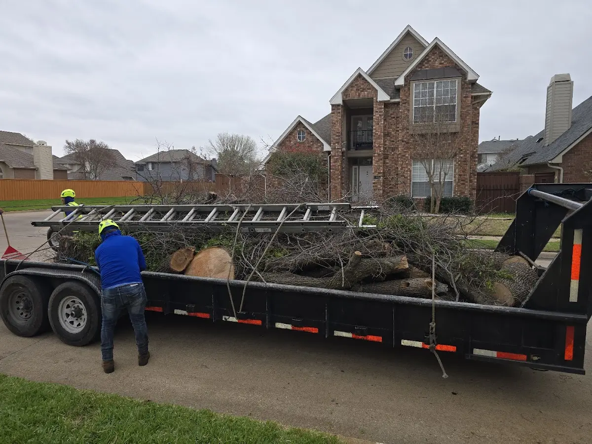 Expert Deadwooding with proper safety equipment in New Effington